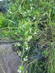 Echinopepon wrightii