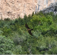 Gypaetus barbatus barbatus