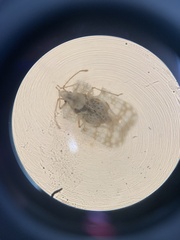 Corythucha marmorata