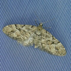 Eupithecia lanceata
