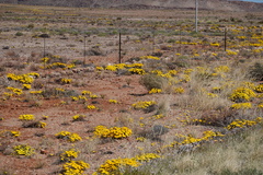 Gazania lichtensteinii