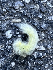 Apatelodes torrefacta