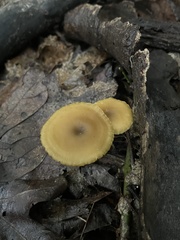 Galerina patagonica