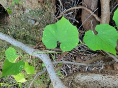Echinopepon wrightii
