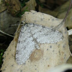 Trichopteryx carpinata