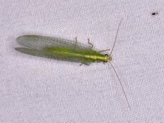 Chrysoperla rufilabris