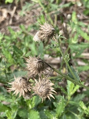Cirsium arvense