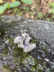 Auricularia polytricha