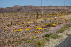 Gazania lichtensteinii