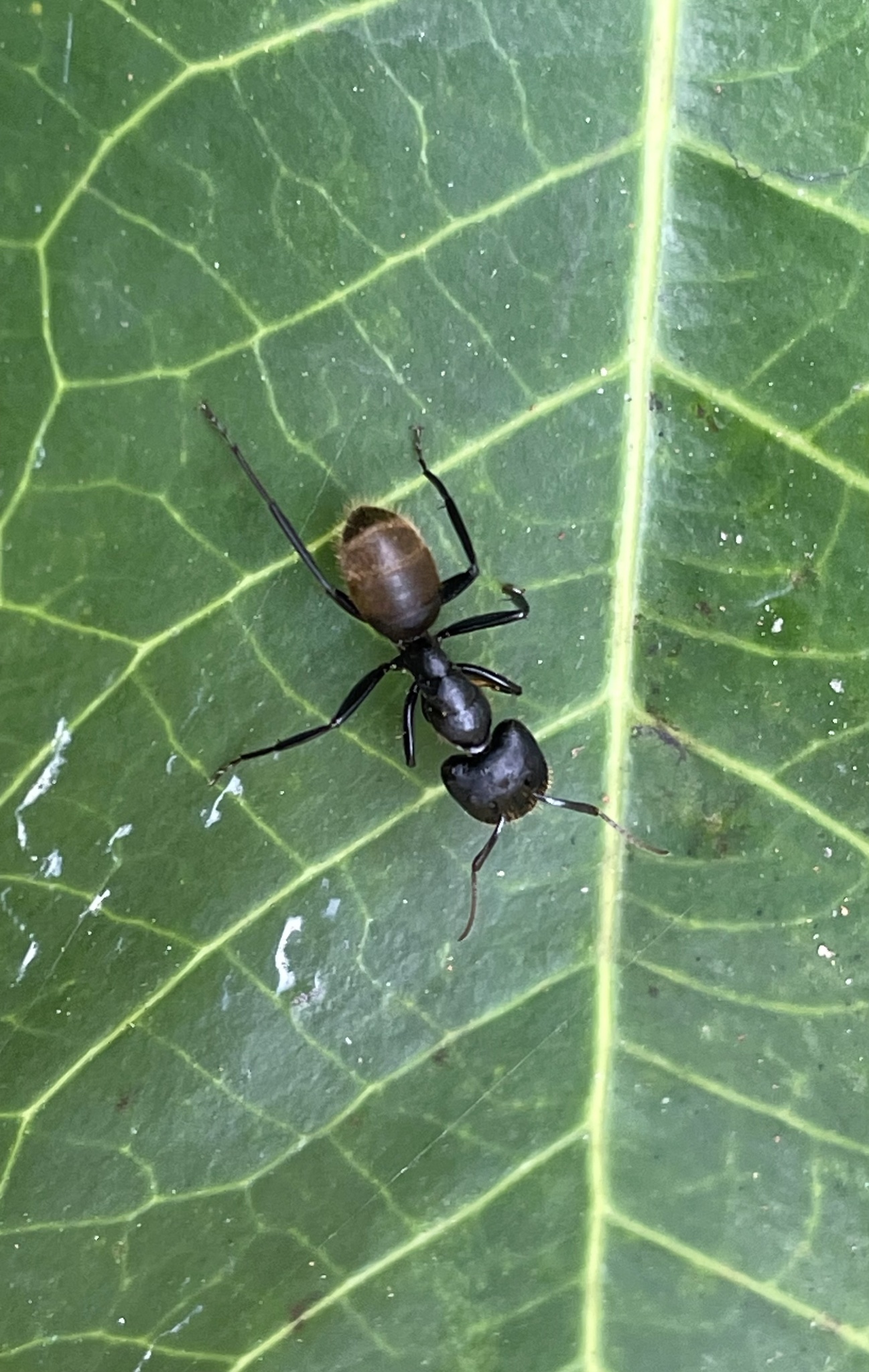 Camponotus barbarossa