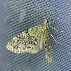 Acasis viretata