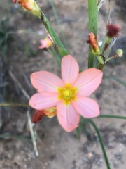 Moraea miniata