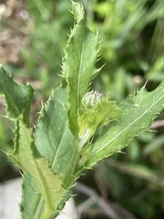 Cirsium arvense