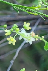 Echinopepon wrightii