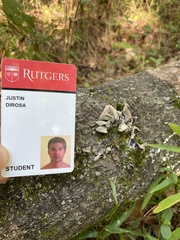 Auricularia polytricha