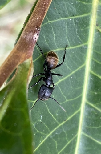 Camponotus barbarossaCamponotus barbarossa