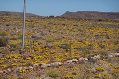 Gazania lichtensteinii