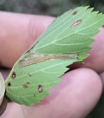 Phyllonorycter argentinotella