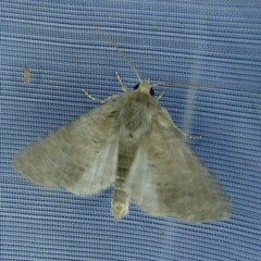 Parastichtis suspecta