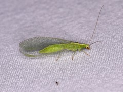 Chrysoperla rufilabris