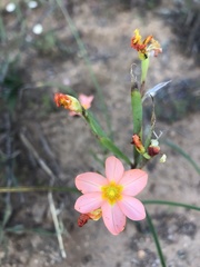 Moraea miniata
