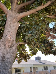 Magnolia grandiflora