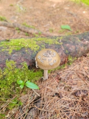 Validae