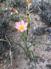 Moraea miniata