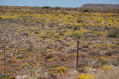 Gazania lichtensteinii