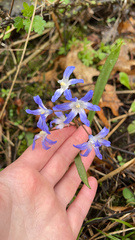 Scilla forbesii