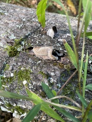 Auricularia polytricha