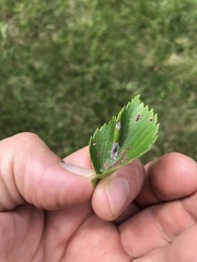 Phyllonorycter argentinotella