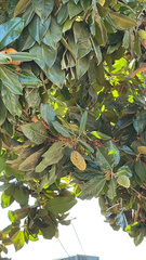 Magnolia grandiflora