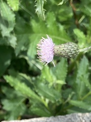 Cirsium arvense