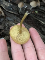 Galerina patagonica