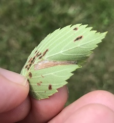 Phyllonorycter argentinotella