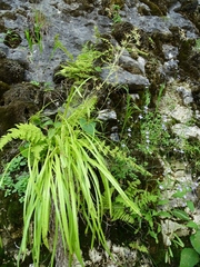 Anticlea elegans glauca