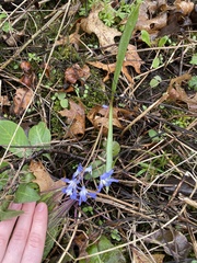 Scilla forbesii