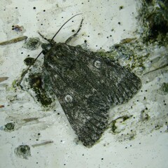 Acronicta megacephala