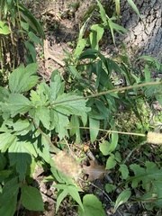 Anemone cylindrica