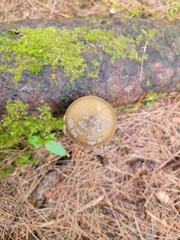 Validae