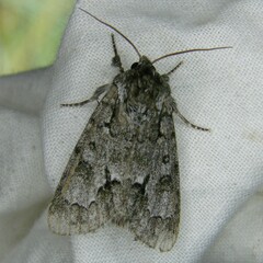Acronicta menyanthidis