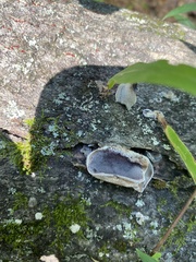 Auricularia polytricha