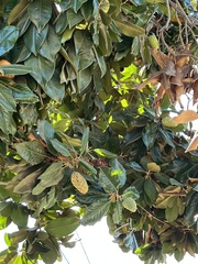 Magnolia grandiflora