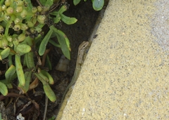 Podarcis virescens