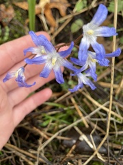 Scilla forbesii