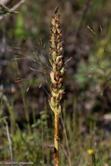 Platanthera aquilonis