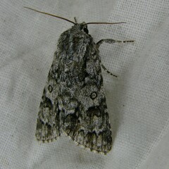 Acronicta auricoma