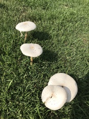 Chlorophyllum molybdites