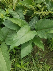 Silphium perfoliatum